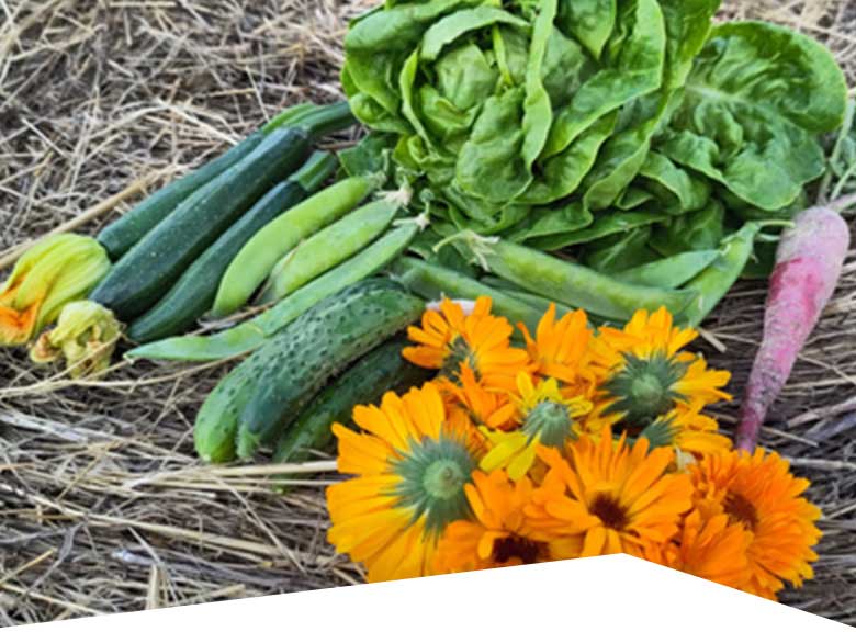 Ernte Saisongarten vom Hof Dinkelberg im Sommer 2026