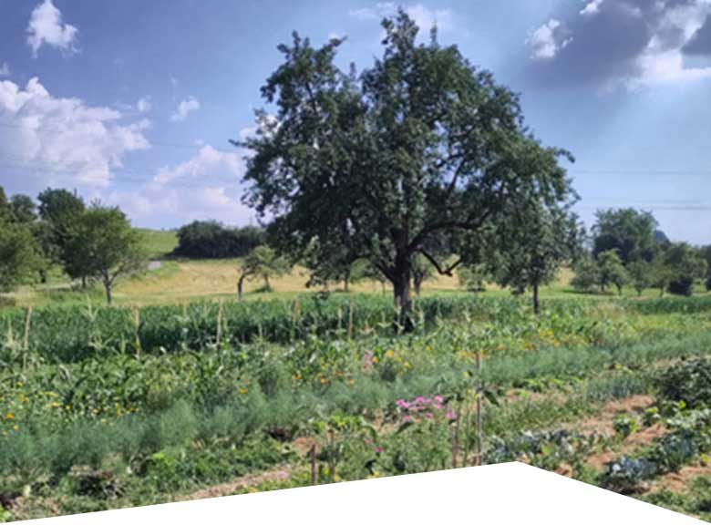Ansicht Saisongarten vom Hof Dinkelberg im Sommer 2026